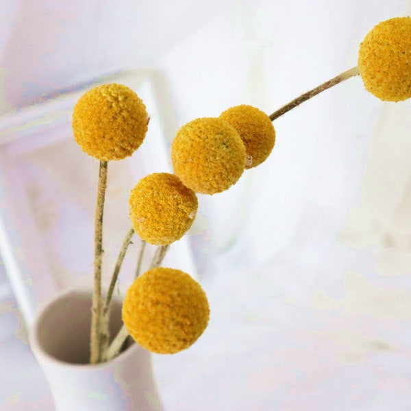 10/20/30 Stems/Pack,Dried Real Natural Craspedia Flowers,Billy Button Balls,8-12'' Tall,preserved flower