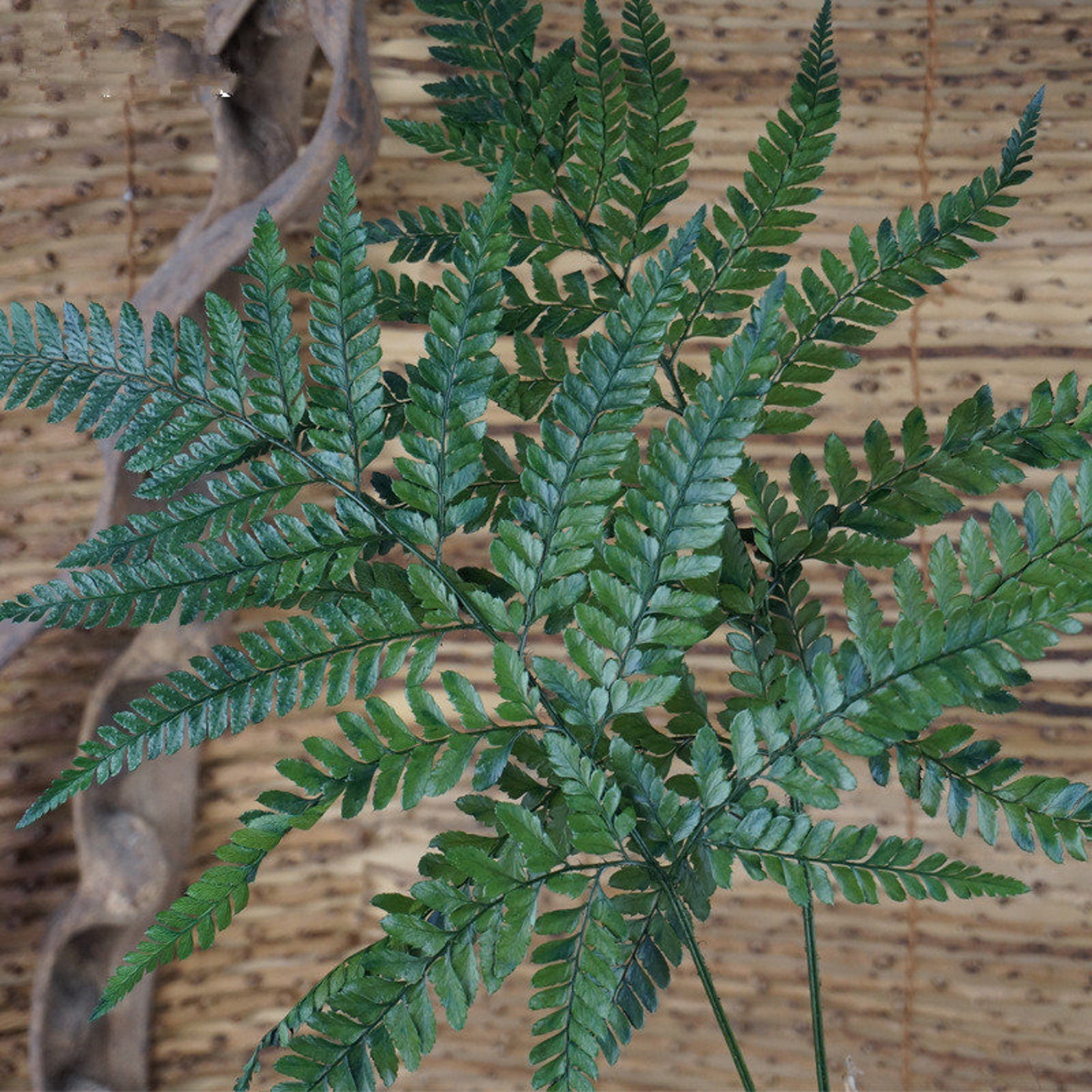 3 Colors Dried Fern Leaf Real Preserved Flower Fern - Etsy