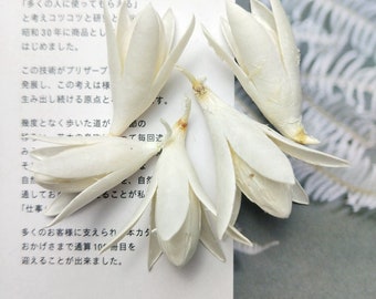 Preserved Magnolia flower Dried Magnolia flower  For Wedding Birthday Valentine&#39;s wedding decor, wedding flowers home decor dried flowers
