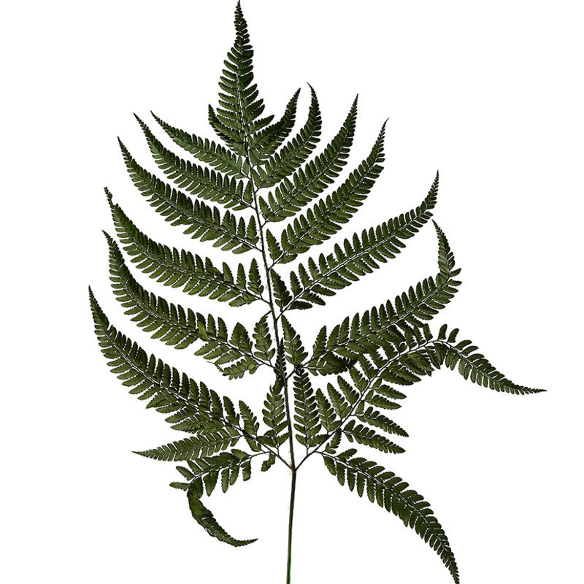 3 Colors Dried Fern Leaf Real Preserved Flower Fern - Etsy