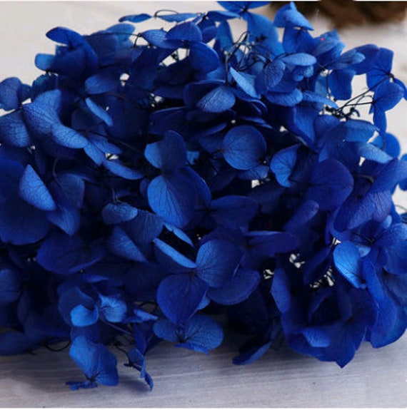 Preserved hydrangea Dark blue dried hydrangea preserved flowers dried flowers real flowers preserved hydrangeas wedding flowers No stem