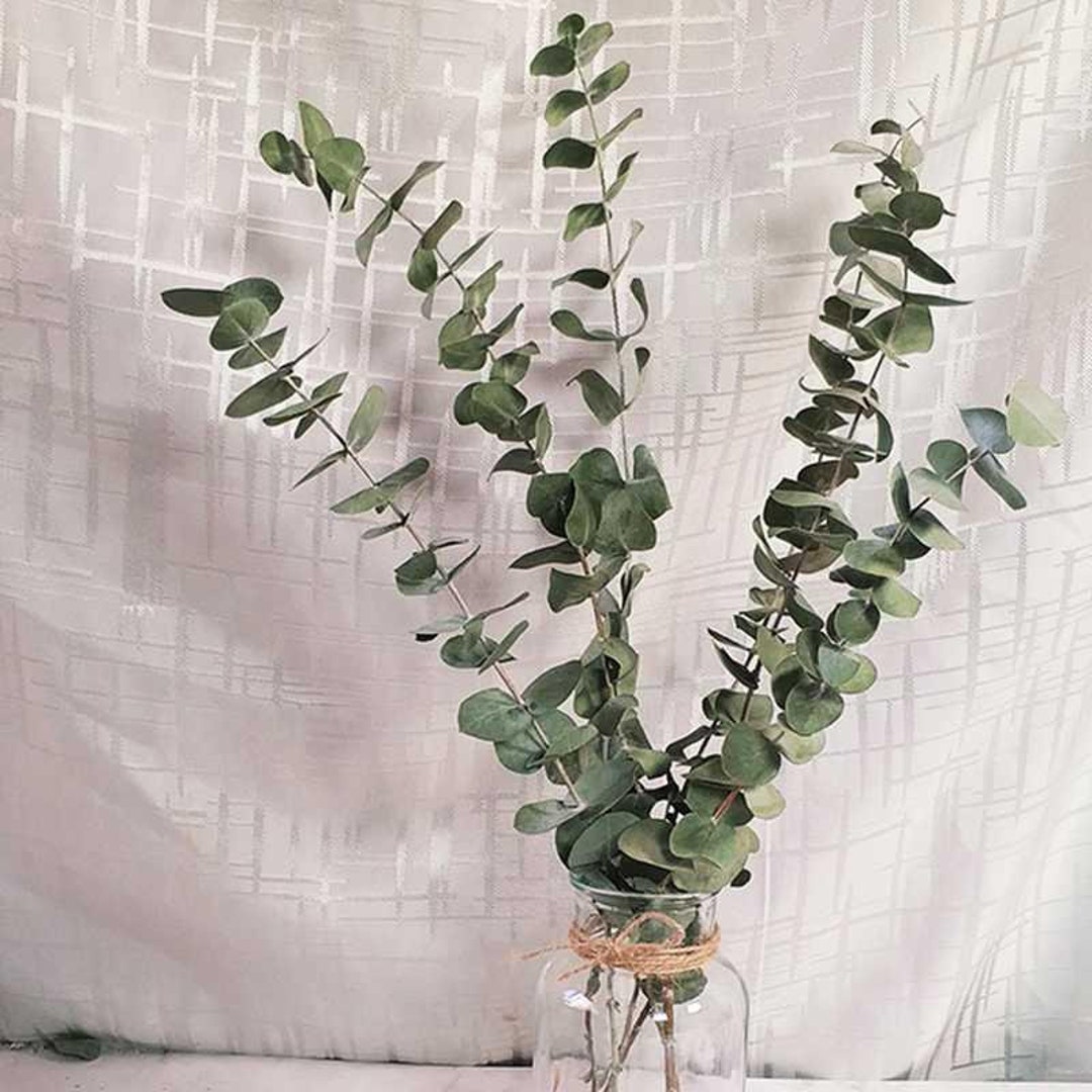 eucalyptus in vase decor