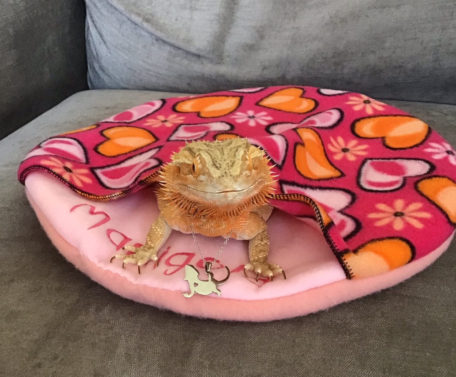 bearded dragon accessories