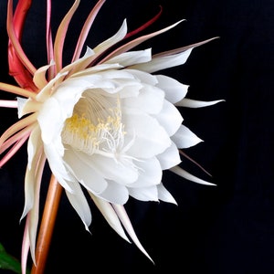 Oxypetalum epiphyllum cutting white flowers Queen of Night