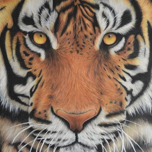 Tiger Portrait Zeichnung Limitierter Druck von Tasha Lowe