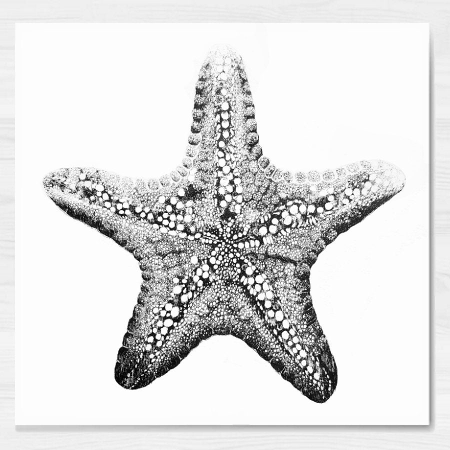 Hand drawn starfish, underwater living organism, sketch style vector  illustration isolated on white background with space for text. Realistic  hand drawing of tropical underwater starfish Stock Vector | Adobe Stock