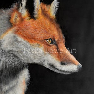 Fox Portrait Drawing Limited Edition Print by Tasha Lowe