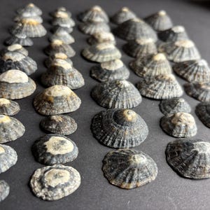 45 Natural Limpet Shells – Atlantic Ocean Seashells for Crafts, Jewelry Making, or Coastal Decor