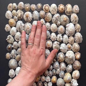 100+  Natural Patella Shells – Atlantic Ocean Seashells for Crafts, Jewelry Making, or Coastal Decor
