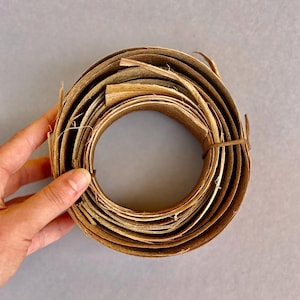 Natural Dried Eucalyptus Bark Ribbon – 2 Curled Strips | 0.7m + 2.5m | Craft Supply for Florists, Natural Weaving, Eco Art, Basket Making
