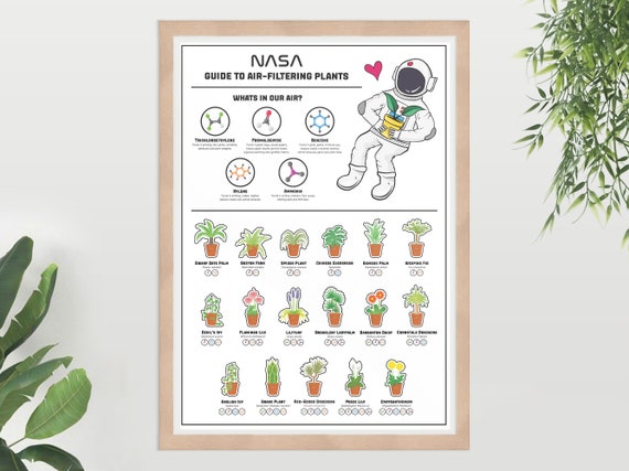 Nasa Air Filtering Plants Infographic Illustration - Etsy