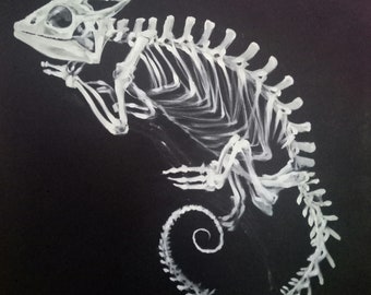 May include: White painted chameleon skeleton on a black background. The chameleon is curled up with its tail curled around its body.