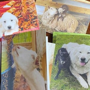 Blank Note Cards with Cute Puppies, Sheep and Goats