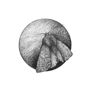 Moth art print