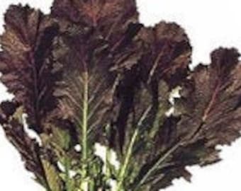 적갓(겨자채) seeds (100+) Red leaf mustard seeds