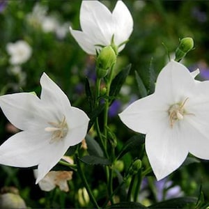 백도라지 seeds(50+) White Bell flower seeds (50+)