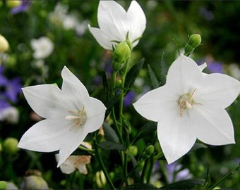 백도라지 Samen (50+) Weiße Glockenblumensamen (50+)