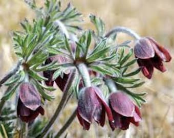 Grundlage der Blume-Samen (20) Hülsenfrucht-Samen (20)