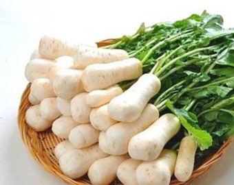 총각무, 알타리무 seeds (40+) Altari radish seeds AKA Bachelor radish