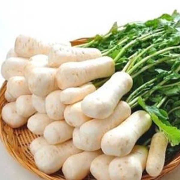 총각무, 알타리무 seeds (40+) Altari radish seeds AKA Bachelor radish