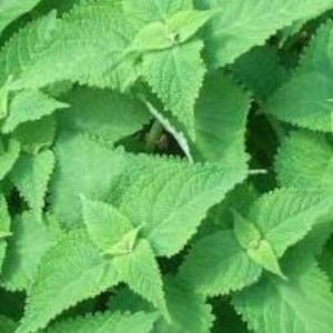 방아 samen (50+) koreanische minze, bang-a samen