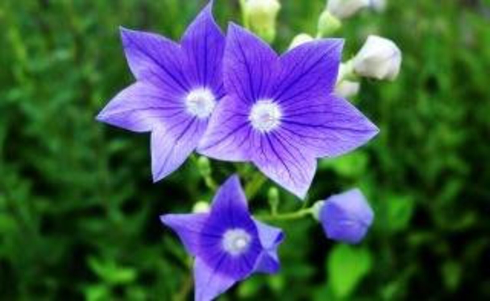 도라지 Seeds 50 Bell Flower Seeds Etsy
