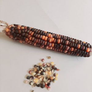 Könnte beinhalten: Ein bunter Indianermais-Kolben mit Körnern in Braun-, Orange- und Lilatönen. Ein kleiner Haufen loser Körner liegt neben dem Kolben. Der Mais liegt auf einer weißen Oberfläche.