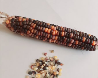 Heirloom glass gem corn seeds (10)