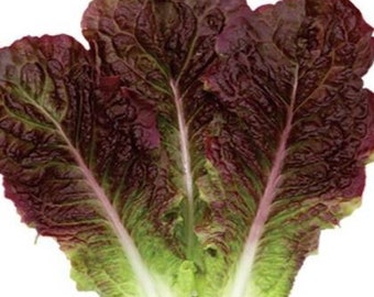 적치마 상추 zaden (100+) Roodbladige lettuszaden
