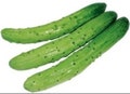 한국 오이, korean/Japanese cucumber seeds (10)