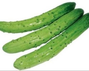 한국 오이, korean/Japanese cucumber seeds (10)