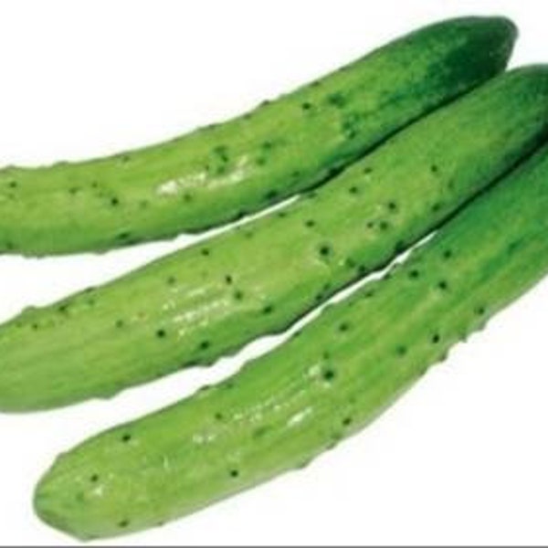 한국 오이, korean/Japanese cucumber seeds (10)