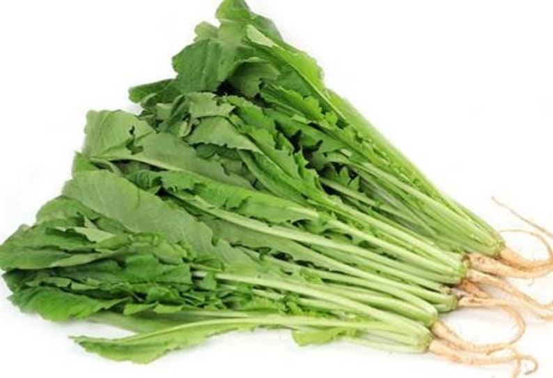 열무 Seeds 30 Korean Young Radish Seeds Etsy
