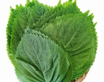 깻잎 semillas de hojas de perilla(80+)