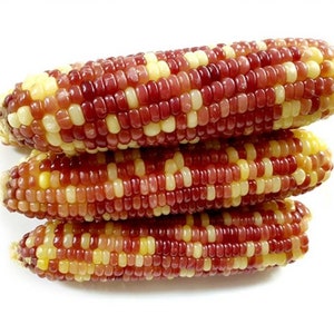 찰옥수수 seeds (10) multicolor sticky corn seeds (10)