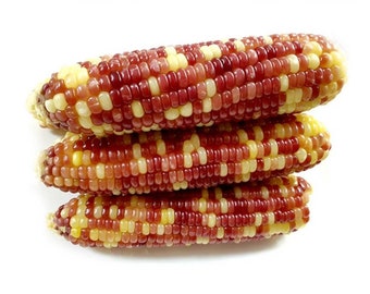 찰옥수수 seeds (10) multicolor sticky corn seeds (10)