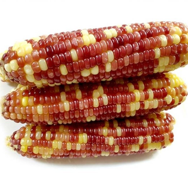 찰옥수수 seeds (10) multicolor sticky corn seeds (10)