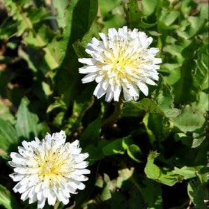 하얀 민들레 seeds (30+) white dandelion seeds