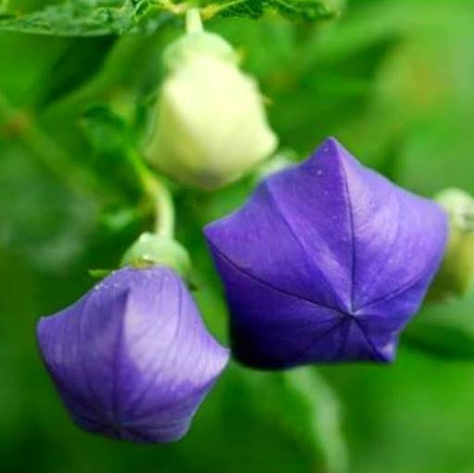 도라지 Seeds 50 Bell Flower Seeds Etsy