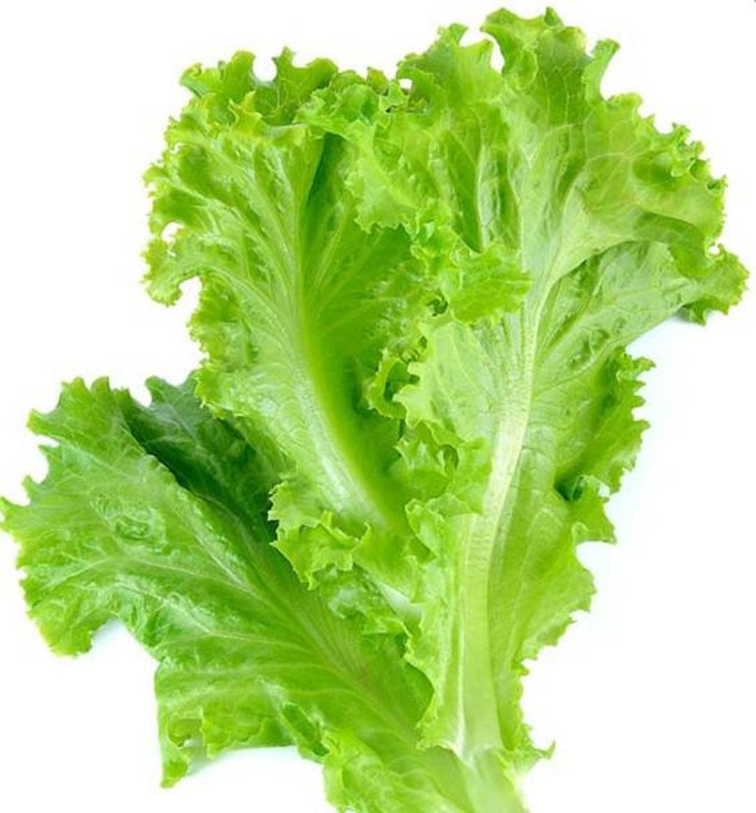 청치마 Seed 100 Green Leaf Lettuce Seeds Etsy