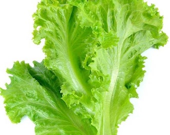 청치마 zaad (100+) groene bladslazaden