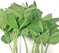 방풍 (갯기름나물) seeds(30) Bangpoong seeds. Coastal Hogfennel