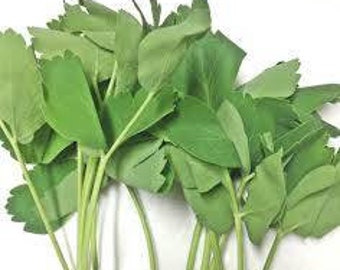 Semillas de 방풍 (갯기름나물) (30) Semillas de Bangpoong. Hinojo costero