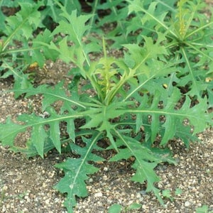 고들빼기seeds (100+) Crepidiastrum sonchifolium, aka Sonchus leaf seeds (100+)