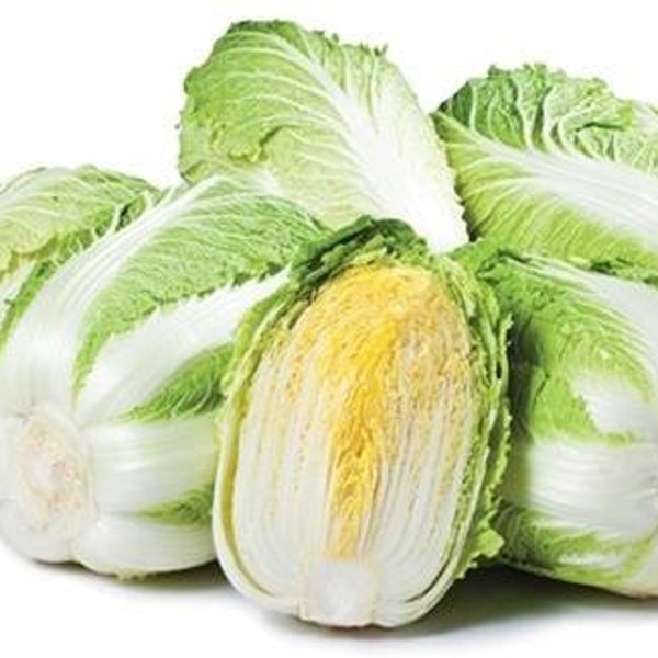 배추 seeds (50+) Napa Cabbage seeds