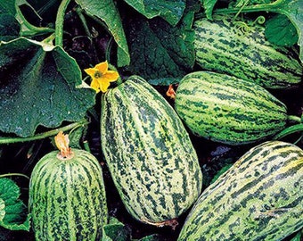 Handlettering Samen (10) japanische Melone 'Toadie Chamoe'