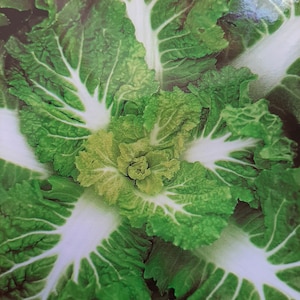 Sementes de 봄동. (50+) Bomdong, repolho coreano de primavera