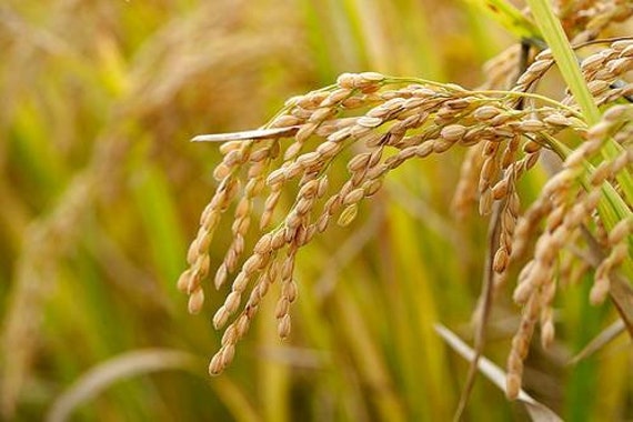 ,  (30+) seed Rice