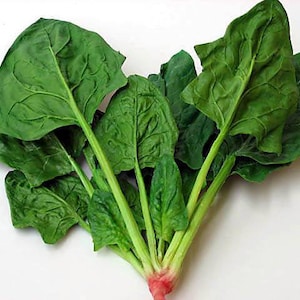 Semi 시금치 (50+) semi di spinaci coreani