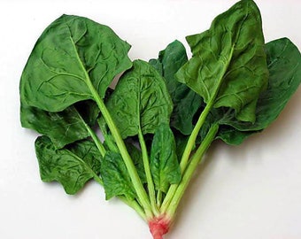 시금치 seeds (30+) korean spinach seeds